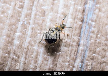 Cette photo macro présente une vue détaillée d'un petit coléoptère, mettant en évidence ses motifs et textures complexes Banque D'Images