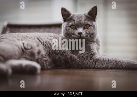 Un beau chat gris British Shorthair allongé détendu sur une table en bois à l'intérieur. Le chat a des yeux jaunes frappants et un pelage moelleux et doux, donnant un ele Banque D'Images