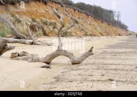 Tronc d'arbre tombé sur le rivage sablonneux de Covehithe Beach, Suffolk, avec des falaises érodées le long de la côte éloignée Banque D'Images