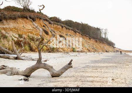 Tronc d'arbre tombé sur le rivage sablonneux de Covehithe Beach, Suffolk, avec des falaises érodées le long de la côte éloignée Banque D'Images