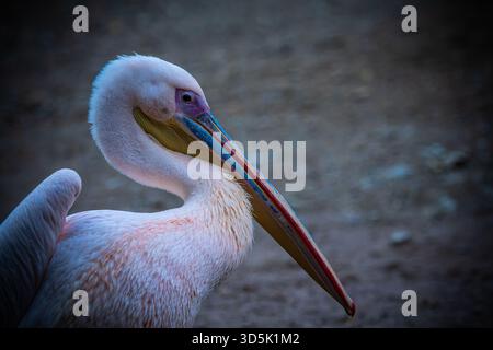 Portrait de Pelican – gros plan détaillé d'un majestueux oiseau aquatique Banque D'Images