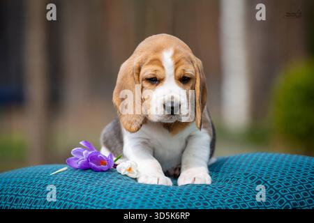 Chiot beagle mignon dormant sur une couverture bleue avec fleur violette, studio shooté avec un fond bokeh doux Banque D'Images