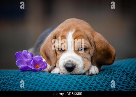 Chiot beagle mignon dormant sur une couverture bleue avec fleur violette, studio shooté avec un fond bokeh doux Banque D'Images