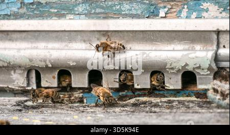 Abeilles mellifères entrant dans l'entrée de ruches métalliques, pollinisation et concept d'apiculture. Banque D'Images