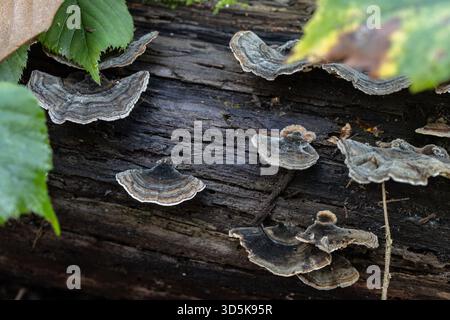 Champignons Turkeytail sur un tronc d'arbre Banque D'Images