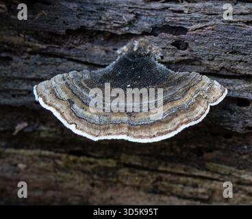 Champignons Turkeytail sur un tronc d'arbre Banque D'Images