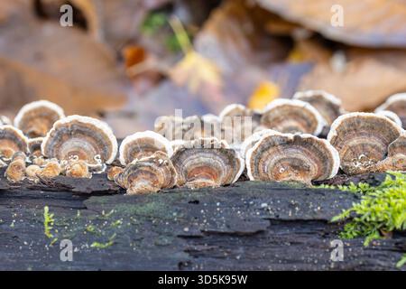 Champignons Turkeytail sur un tronc d'arbre Banque D'Images