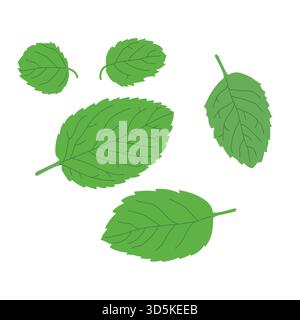 Ensemble de feuilles de menthe dessinées à la main plates réalistes de différentes tailles et formes. Illustration de Vecteur