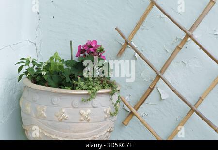 Une plante rose éclatante de Géranium fleurit dans un pot décoratif près d'un mur altéré et un treillis de bambou symbolise le décor d'été, le confort de la maison et le style rustique Banque D'Images