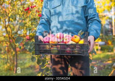 Un agriculteur tient une caisse pleine de pommes colorées fraîchement cueillies dans un verger, mettant en valeur l'abondance des automnes. Banque D'Images