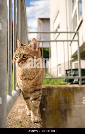 petit chat tabby brun marchant sur le bord de béton entouré d'une balustrade. Banque D'Images