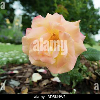 Un gros plan détaillé de roses rose clair fleurissant sur une vigne contre des feuilles vertes luxuriantes. Symbolise l'amour, le romantisme, l'élégance et la beauté. Banque D'Images
