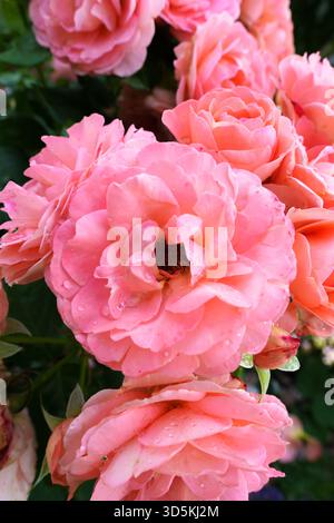Vue rapprochée de dessus d'une fleur de rose 'nostalgie' en fleurs avec un centre blanc crème et des bords rouges cerise dans un jardin ensoleillé avec des feuilles vertes Banque D'Images