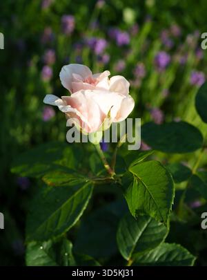 Vue rapprochée de dessus d'une fleur de rose 'nostalgie' en fleurs avec un centre blanc crème et des bords rouges cerise dans un jardin ensoleillé avec des feuilles vertes. Banque D'Images