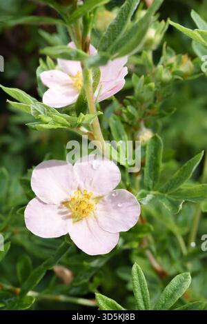 Gros plan vertical d'une délicate rose pastel rose douce en pleine floraison avec une mise au point nette sur les pétales et un fond de jardin vert flou Banque D'Images
