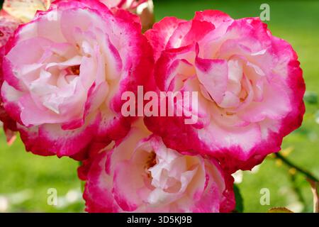 Gros plan d'un groupe de trois roses bicolores vibrantes avec des pétales blancs et des bords roses fleurissant dans un jardin d'été verdoyant et ensoleillé. Trio de Bicolor Banque D'Images