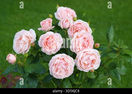 Bush de fleurs roses pâles avec des bourgeons et des feuilles vertes sur un fond de pelouse d'herbe verte floue en été Banque D'Images