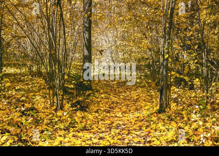 Un tapis dense de feuilles d'automne dorées et de troncs d'arbres dans un parc ensoleillé. Cette scène chaleureuse et tranquille symbolise la beauté saisonnière, la décomposition et la détente Banque D'Images