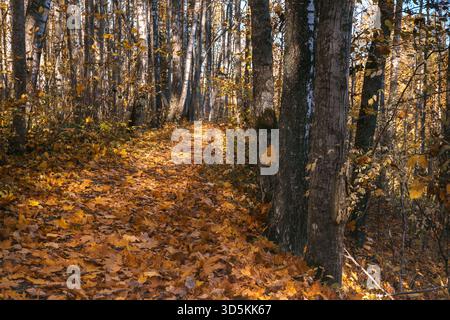 Un tapis dense de feuilles d'automne dorées et de troncs d'arbres dans un parc ensoleillé. Cette scène chaleureuse et tranquille symbolise la beauté saisonnière, la décomposition et la détente Banque D'Images