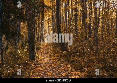 Un tapis dense de feuilles d'automne dorées et de troncs d'arbres dans un parc ensoleillé. Cette scène chaleureuse et tranquille symbolise la beauté saisonnière, la décomposition et la détente Banque D'Images