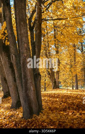 Un tapis dense de feuilles d'automne dorées et de troncs d'arbres dans un parc ensoleillé. Cette scène chaleureuse et tranquille symbolise la beauté saisonnière, la décomposition et la détente Banque D'Images