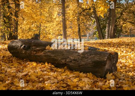 Une grande bûche d'arbre tombée repose sur un tapis de feuilles d'érable dorées dans un parc ensoleillé. Symbolise la beauté automnale, le cycle de la nature, la tranquillité et la décomposition Banque D'Images