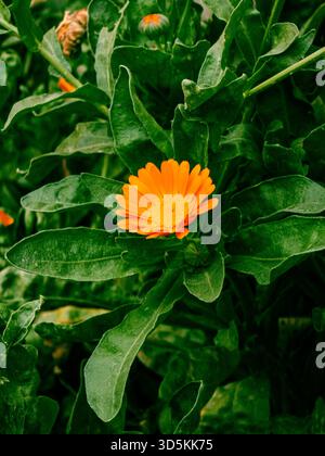 Une seule fleur de calendula orange est au centre d'une plante verte. La fleur est entourée de feuilles et de tiges vertes. Concept de croissance et de vie, comme Banque D'Images