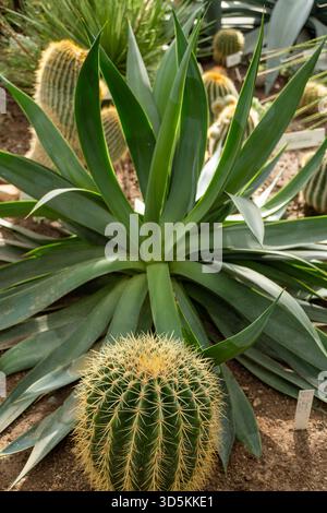 Plante terrestre, le cactus a une grande feuille verte avec un cactus plus petit au milieu. Il appartient au groupe des plantes à fleurs et est une plante vivace Banque D'Images