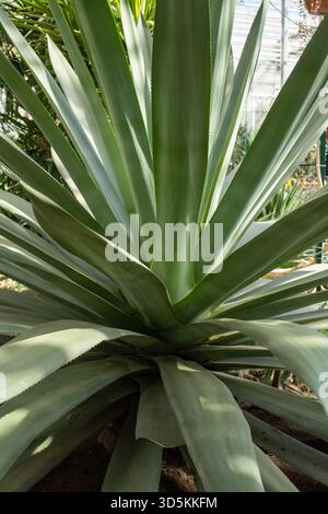 Gros plan d'une grande plante terrestre avec de nombreuses feuilles, peut-être un Arecales ou un palmier. C'est une plante vivace à fleurs, avec une plante épaisse Banque D'Images
