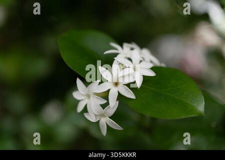 Une image en gros plan montrant trois fleurs blanches avec des pétales délicats fleurissant magnifiquement sur une feuille verte d'un arbuste, capturant la beauté d'un terrest Banque D'Images