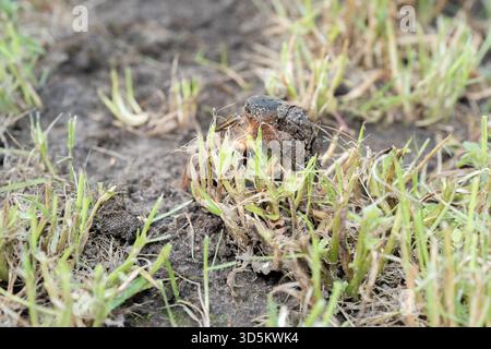 Taupe cricket photographié de près et sous angle bas, pendant la journée en plein soleil, mise au point sélective Banque D'Images