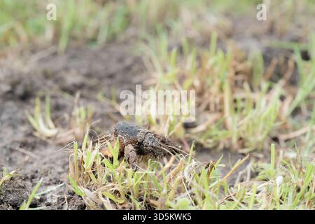 Taupe cricket photographié de près et sous angle bas, pendant la journée en plein soleil, mise au point sélective Banque D'Images