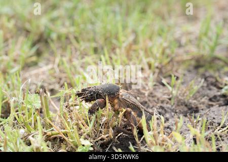 Taupe cricket photographié de près et sous angle bas, pendant la journée en plein soleil, mise au point sélective Banque D'Images