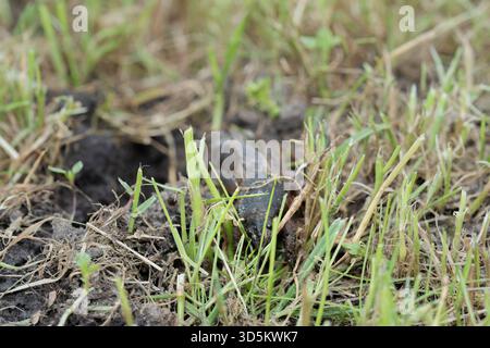 Taupe cricket photographié de près et sous angle bas, pendant la journée en plein soleil, mise au point sélective Banque D'Images