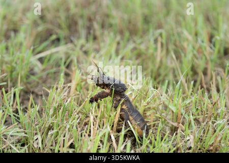 Taupe cricket photographié de près et sous angle bas, pendant la journée en plein soleil, mise au point sélective Banque D'Images
