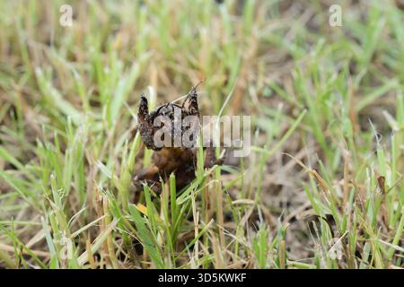 Taupe cricket photographié de près et sous angle bas, pendant la journée en plein soleil, mise au point sélective Banque D'Images