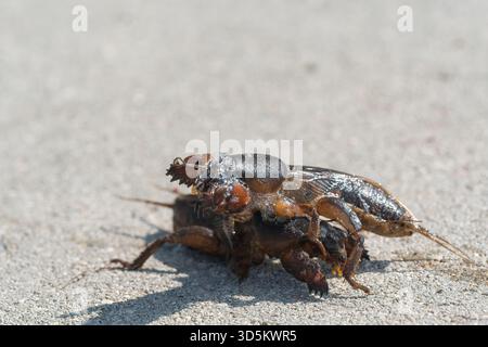 Taupe cricket photographié de près et sous angle bas, pendant la journée en plein soleil, mise au point sélective Banque D'Images