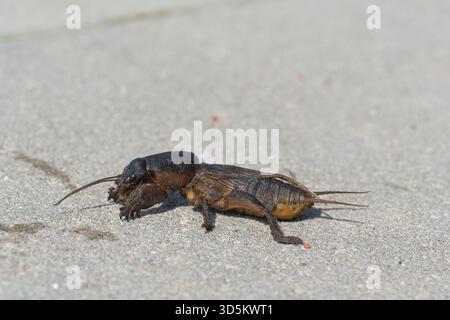 Taupe cricket photographié de près et sous angle bas, pendant la journée en plein soleil, mise au point sélective Banque D'Images