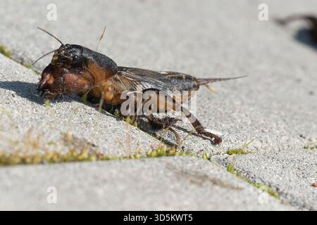 Taupe cricket photographié de près et sous angle bas, pendant la journée en plein soleil, mise au point sélective Banque D'Images