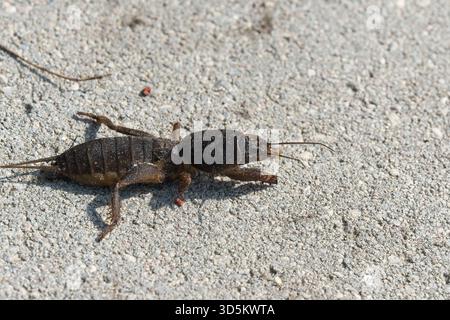 Taupe cricket photographié de près et sous angle bas, pendant la journée en plein soleil, mise au point sélective Banque D'Images