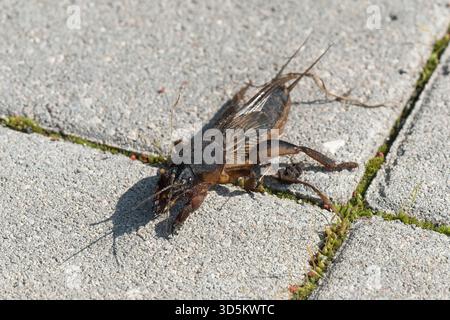Taupe cricket photographié de près et sous angle bas, pendant la journée en plein soleil, mise au point sélective Banque D'Images