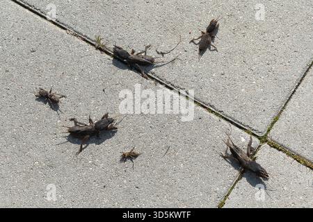 Taupe cricket photographié de près et sous angle bas, pendant la journée en plein soleil, mise au point sélective Banque D'Images