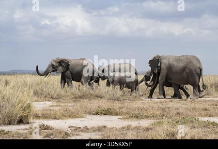 Paysage aride, éléphant d'Afrique (Loxodonta africana), parc national d'Amboseli, province de la vallée du Rift, Kenya Banque D'Images