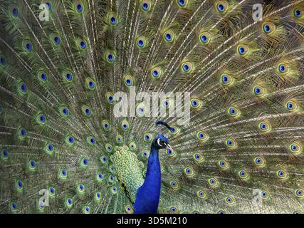Plein cadre portrait coloré de paon mâle, montrant ses plumes de queue, pays-Bas Banque D'Images