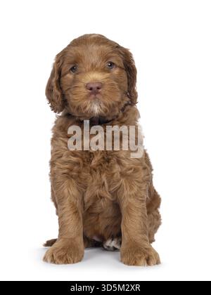 Cute Labradoodle aka Cobberdog chiot, assis face à l'avant. Regardant droit à la caméra avec les yeux bleus. Isolé sur fond blanc, pays-Bas Banque D'Images