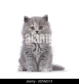 Adorable chaton chat tortie British Longhair bleu, assis face à l'avant. Je suis curieux de voir la caméra. Isolé sur fond blanc, pays-Bas Banque D'Images