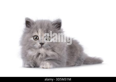Adorable chaton chat tortie British Longhair bleu, couché face à l'avant. Je suis curieux de voir la caméra. Isolé sur fond blanc, pays-Bas Banque D'Images