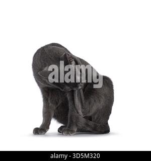 Jeune chat Korat adulte, assis en nettoyant ses pattes. Isolé sur fond blanc, pays-Bas Banque D'Images