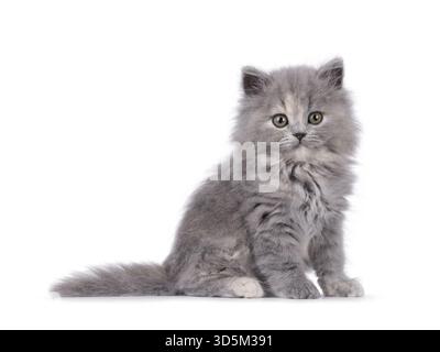 Adorable chaton chat tortie British Longhair bleu, assis sur le côté. Je suis curieux de voir la caméra. Isolé sur fond blanc, pays-Bas Banque D'Images
