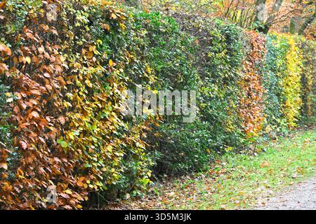 Hêtre vert brun et doré, Fagus sylvatica, et charnon, Carpinus betulus feuillage dans une haie mixte ou tapisserie jardin britannique novembre Banque D'Images